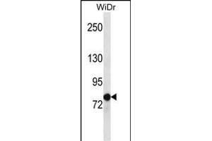 LZTS2 Antibody (C-term) (ABIN656926 and ABIN2846119) western blot analysis in WiDr cell line lysates (35 μg/lane).