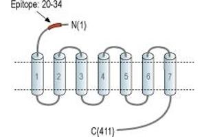 anti-Corticotropin Releasing Hormone Receptor 2 (CRHR2) (AA 20-34), (Extracellular), (N-Term) antibody