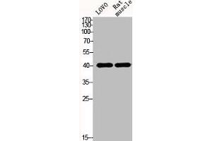Western Blot analysis of LOVO mouse-muscle cells using Actin α1 Polyclonal Antibody (Actin anticorps  (N-Term))
