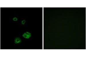 Immunofluorescence (IF) image for anti-Neuropeptide Y Receptor Y2 (NPY2R) (AA 1-50) antibody (ABIN2890911) (NPY2R anticorps  (AA 1-50))