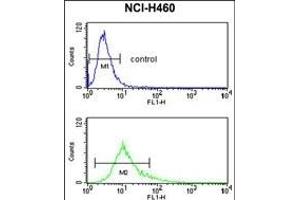 S100A10 Antibody (Center) (ABIN653034 and ABIN2842649) flow cytometry analysis of NCI- cells (bottom histogram) compared to a negative control cell (top histogram).