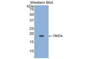 Western Blotting (WB) image for anti-Growth Differentiation Factor 9 (GDF9) (AA 320-454) antibody (ABIN1858992) (GDF9 anticorps  (AA 320-454))
