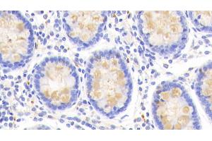Detection of CLCA1 in Human Colon Tissue using Polyclonal Antibody to Chloride Channel Accessory 1 (CLCA1) (CLCA1 anticorps  (AA 416-670))