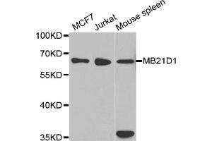 Western blot analysis of extracts of various cell lines, using MB21D1 antibody. (C6orf150 anticorps)