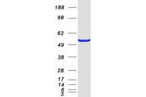 Validation with Western Blot
