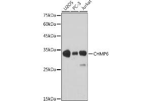 Western blot analysis of extracts of various cell lines, using CHMP6 antibody (ABIN6133624, ABIN6138551 and ABIN7101747) at 1:1000 dilution.