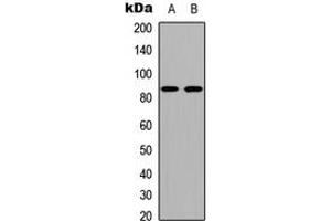 Western blot analysis of Cadherin 19 expression in COLO205 (A), NIH3T3 (B) whole cell lysates. (CDH19 anticorps  (Center))