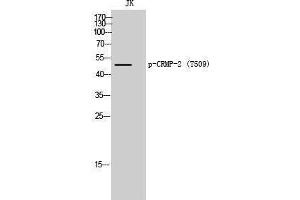 Western Blotting (WB) image for anti-Dihydropyrimidinase-Like 2 (DPYSL2) (pThr509) antibody (ABIN3173330) (DPYSL2 anticorps  (pThr509))
