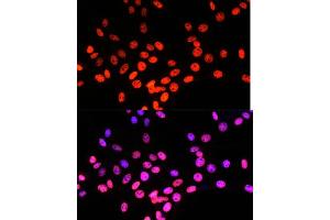 Immunofluorescence analysis of NIH/3T3 cells using Matrin 3 antibody (ABIN7268415) at dilution of 1:100. (MATR3 anticorps  (AA 747-847))