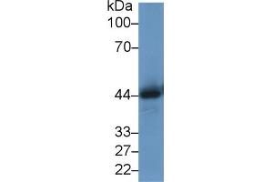 Detection of MIF in Mouse Kidney lysate using Polyclonal Antibody to Macrophage Migration Inhibitory Factor (MIF)