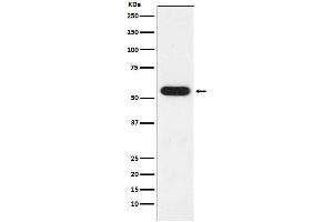 Western blot analysis of FKBP52 expression in MCF7 cell lysate.