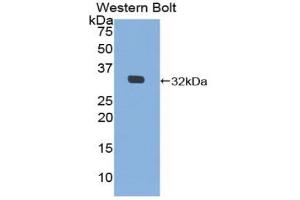 Western blot analysis of the recombinant protein. (MIB2 anticorps  (AA 407-663))