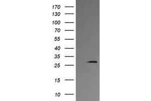 Image no. 2 for anti-Kallikrein 8 (KLK8) antibody (ABIN1498963) (Kallikrein 8 anticorps)