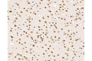 Immunohistochemistry analysis of paraffin-embedded mouse brain using RBFOX3 Polyclonal Antibody at dilution of 1:500. (NeuN anticorps)