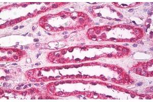 Image no. 1 for anti-Aquaporin 1 (Colton Blood Group) (AQP1) (AA 1-10) antibody (ABIN1494240)