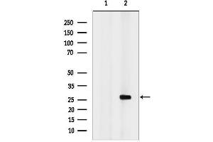 Western blot analysis of lysates from Hela cells, using APOBEC3A Antibody.