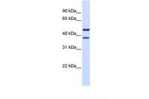 Image no. 1 for anti-Transmembrane Protein 135 (TMEM135) (AA 38-87) antibody (ABIN6738615) (TMEM135 anticorps  (AA 38-87))