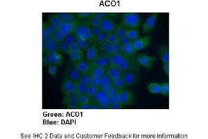 Sample Type :  Human Capan1 cells (Pancreatic cancer cell line)  Primary Antibody Dilution :  1:300  Secondary Antibody :   Anti-rabbit-AlexaFluor-488  Secondary Antibody Dilution :  1:200  Color/Signal Descriptions :  ACO1: Green DAPI: Blue  Gene Name :  ACO1  Submitted by :  Dr.
