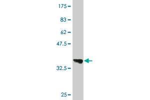 Western Blot detection against Immunogen (36.