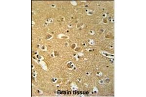 HSP Antibody (N-term) (ABIN652513 and ABIN2842343) immunohistochemistry analysis in formalin fixed and paraffin embedded human brain tissue followed by peroxidase conjugation of the secondary antibody and DAB staining.
