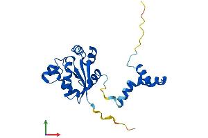 AlphaFold protein structure predicition of Human Recombinant NME5 Protein, UniprotID P56597