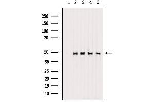 Western blot analysis of extracts from various samples, using Phospho-HDAC3 (Ser424) Antibody.