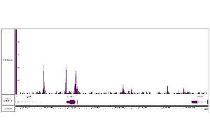 CUT&RUN was performed using 500,000 K562 nuclei and sequenced using 38 base-pair, paired-end reads on the Illumina NovaSeq.