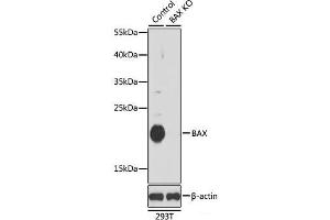 Western blot analysis of extracts from normal (control) and BAX knockout (KO) 293T cells using BAX Polyclonal Antibody at dilution of 1:1000. (BAX anticorps)