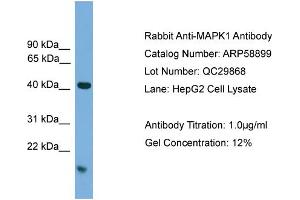 WB Suggested Anti-MAPK1  Antibody Titration: 0.