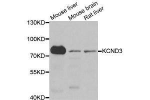 Western blot analysis of extracts of various cell lines, using KCND3 antibody. (KCND3 anticorps  (AA 502-636))