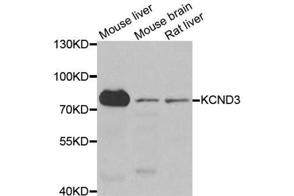 KCND3 抗体  (AA 502-636)