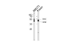 Western blot analysis of lysates from mouse NIH/3T3 cell line, rat brain tissue lysate(from left to right), using GSK3A Antibody (Center) (ABIN6243413 and ABIN6577862). (GSK3 alpha anticorps  (AA 348-382))