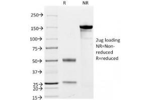 SDS-PAGE Analysis of Purified, BSA-Free CD79a Antibody Cocktail (clones JCB117 + HM47/A9). (CD79a anticorps  (AA 202-216))
