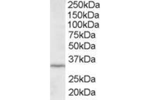 Western Blotting (WB) image for anti-Inhibitor of Growth Family, Member 2 (ING2) (C-Term) antibody (ABIN2465850) (ING2 anticorps  (C-Term))