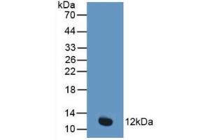 Detection of Recombinant CYCS, Human using Polyclonal Antibody to Cytochrome C (CYCS)