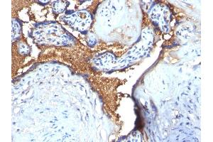 Formalin-fixed, paraffin-embedded human Placenta stained with Glycophorin A Rabbit Polyclonal Antibody (CD235a/GYPA anticorps)