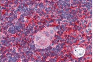 ABIN184750 (5µg/ml) staining of paraffin embedded Human Thymus.