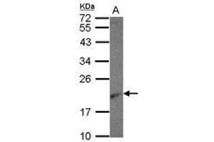 Image no. 1 for anti-Ribosomal Protein L26 (RPL26) (AA 1-95) antibody (ABIN1500743) (RPL26 anticorps  (AA 1-95))