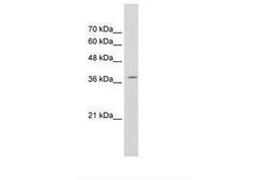 Image no. 2 for anti-RNA-binding protein Raly (RALY) (C-Term) antibody (ABIN203403) (Raly anticorps  (C-Term))