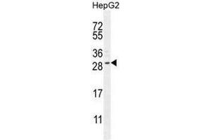 CCDC153 Antibody (N-term) western blot analysis in HepG2 cell line lysates (35µg/lane). (CCDC153 anticorps  (N-Term))