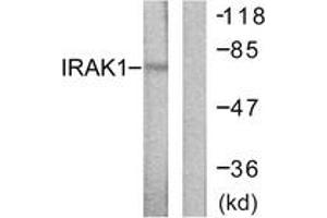 Western Blotting (WB) image for anti-Interleukin-1 Receptor-Associated Kinase 1 (IRAK1) (AA 353-402) antibody (ABIN2888667) (IRAK1 anticorps  (AA 353-402))