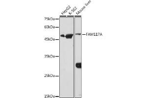 Western blot analysis of extracts of various cell lines, using FA antibody (ABIN7267102) at 1:1000 dilution. (FAM117A anticorps)
