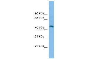 WB Suggested Anti-Fam172a Antibody Titration: 0. (Fam172a anticorps  (N-Term))