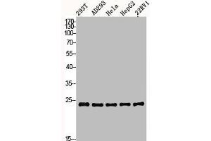 Western Blot analysis of 293T AD293 22RV1 HELA HepG2 cells using BAP31 Polyclonal Antibody (BCAP31 anticorps  (Internal Region))