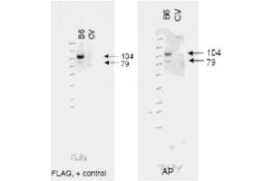Image no. 1 for anti-ATP-Binding Cassette, Sub-Family B (MDR/TAP), Member 6 (ABCB6) (AA 440-455) antibody (ABIN401357) (ABCB6 anticorps  (AA 440-455))