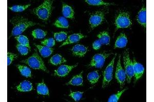 IF analysis of DNAJC11 using anti-DNAJC11 antibody (ABIN7599825).