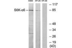 Western blot analysis of extracts from K562/HT-29 cells, using S6K-alpha6 Antibody. (RPS6KA6 anticorps  (AA 661-710))