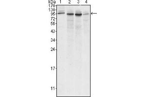 Western blot analysis using Calnexin mouse mAb against A431 (1), Hela (2), MCF-7 (3) and A549 (4) cell lysate. (Calnexin anticorps)