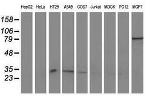 Image no. 2 for anti-Nonhomologous End-Joining Factor 1 (NHEJ1) antibody (ABIN1499731) (NHEJ1 anticorps)