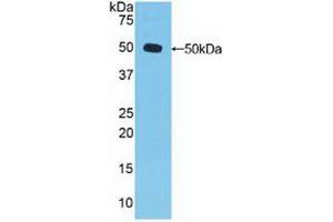 Western blot analysis of recombinant Human DVL3. (DVL3 anticorps  (AA 545-716))